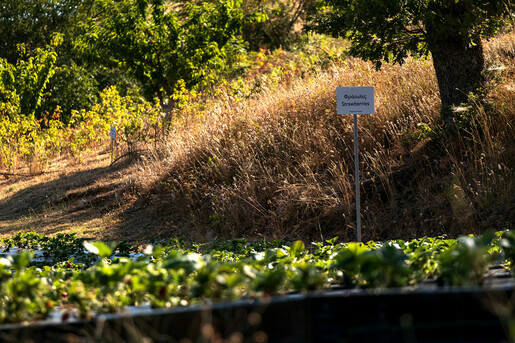 Ktima Bellou Strawberry Field
